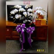 10株白色蘭花(落地型)