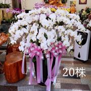 20株白色蘭花(落地型)