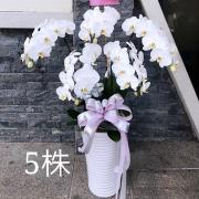 5株白色蘭花(落地型)