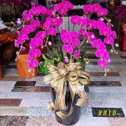 10株粉色蘭花(落地型)