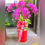 5株粉色蘭花(落地型)