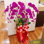 7株粉色蘭花(落地型)