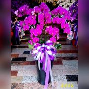 8株粉色蘭花(落地型)