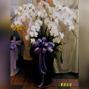 8株白色蘭花(落地型)