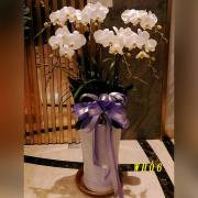 6株白色蘭花(落地型)