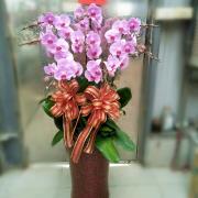 8株落地型蝴蝶蘭(粉)