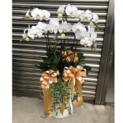 5株蘭花盆景(白)