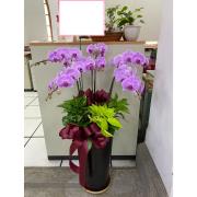 6株蘭花盆景(粉)