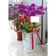 7株蘭花盆景(粉)