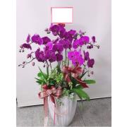 8株蘭花盆景(粉)