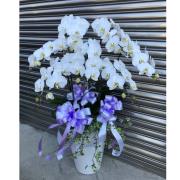 8株蘭花盆景(白)