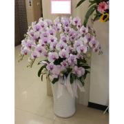 12株蘭花盆景(粉)