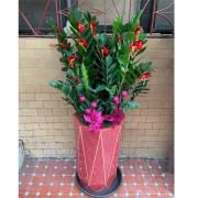 金錢樹組合盆栽