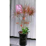 步步高陞組合盆栽