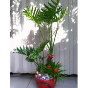 發財樹組合盆栽