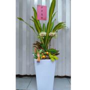 步步高陞發財樹組合盆栽