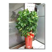 鵝掌葉落地開運盆栽