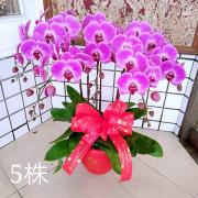 五株典雅蘭花(桌上型)