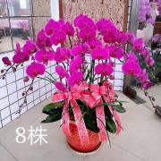 八株粉色典雅蘭花