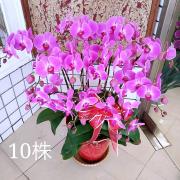 十株典雅蘭花