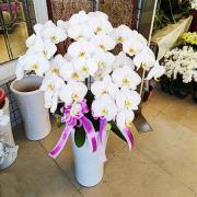 五株白色蘭花盆