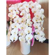 六株白色蘭花盆
