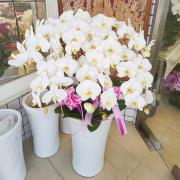 七株白色蘭花盆