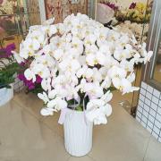 九株白色蘭花盆