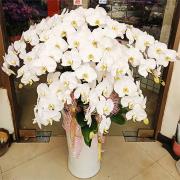 十株白色蘭花盆