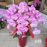 六株典雅粉色蘭花