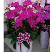 十株粉色高盆蘭花