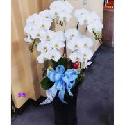 五株白色高盆蘭花