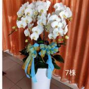 7株蘭花盆景(白)