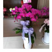 5株蘭花盆景(粉)