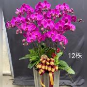 12株蘭花盆景(粉)