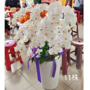 11株蘭花盆景(白)