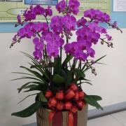 8株蘭花盆景(粉)