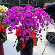 永思蘭花-9株(粉)