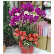 六株粉色蘭花組合盆