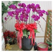 九株粉色蘭花組合盆