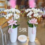高雅五株蘭花盆(白)
