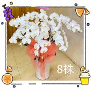 高雅八株蘭花盆(白)