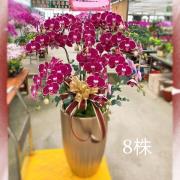 高雅八株蘭花盆(粉)