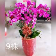 高雅九株蘭花盆(粉)