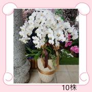 高雅十株蘭花盆(白)