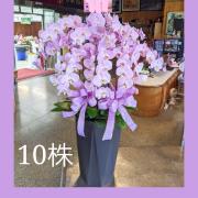 高雅十株蘭花盆(粉)