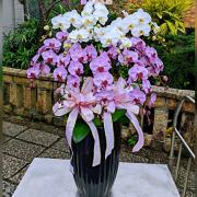 高雅十株混搭蘭花盆(白+粉)