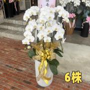 6株落地型蝴蝶蘭(白)