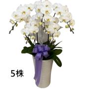 5株落地型蝴蝶蘭(白)