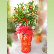 喜氣金錢發財樹